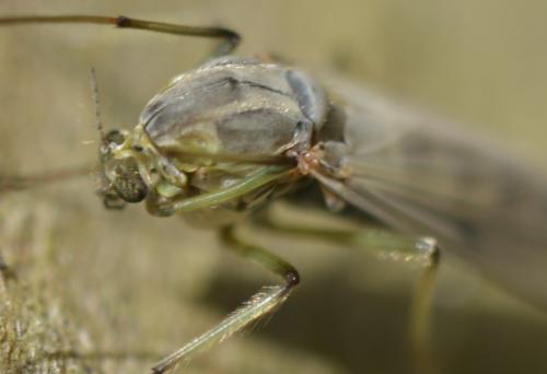 Réf. 277 715 : Chironomus sp.